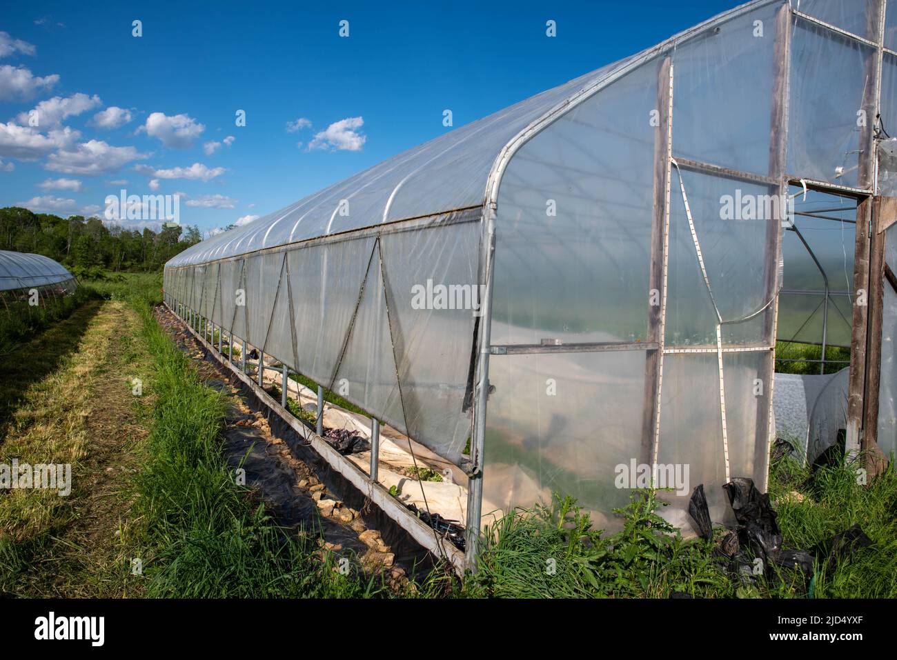 Green grass and blue sky with a long side view of an organic vegetable greenhouse with rows of covered plants visible inside under garden fabric hoop Stock Photo
