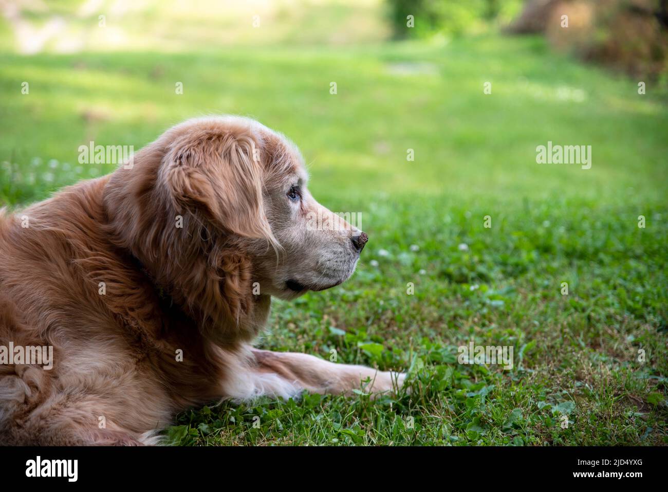 Old friendly golden retriever breed farm dog rests in the grass with agricultural field nature background. Shot in natural sunlight with no people and Stock Photo
