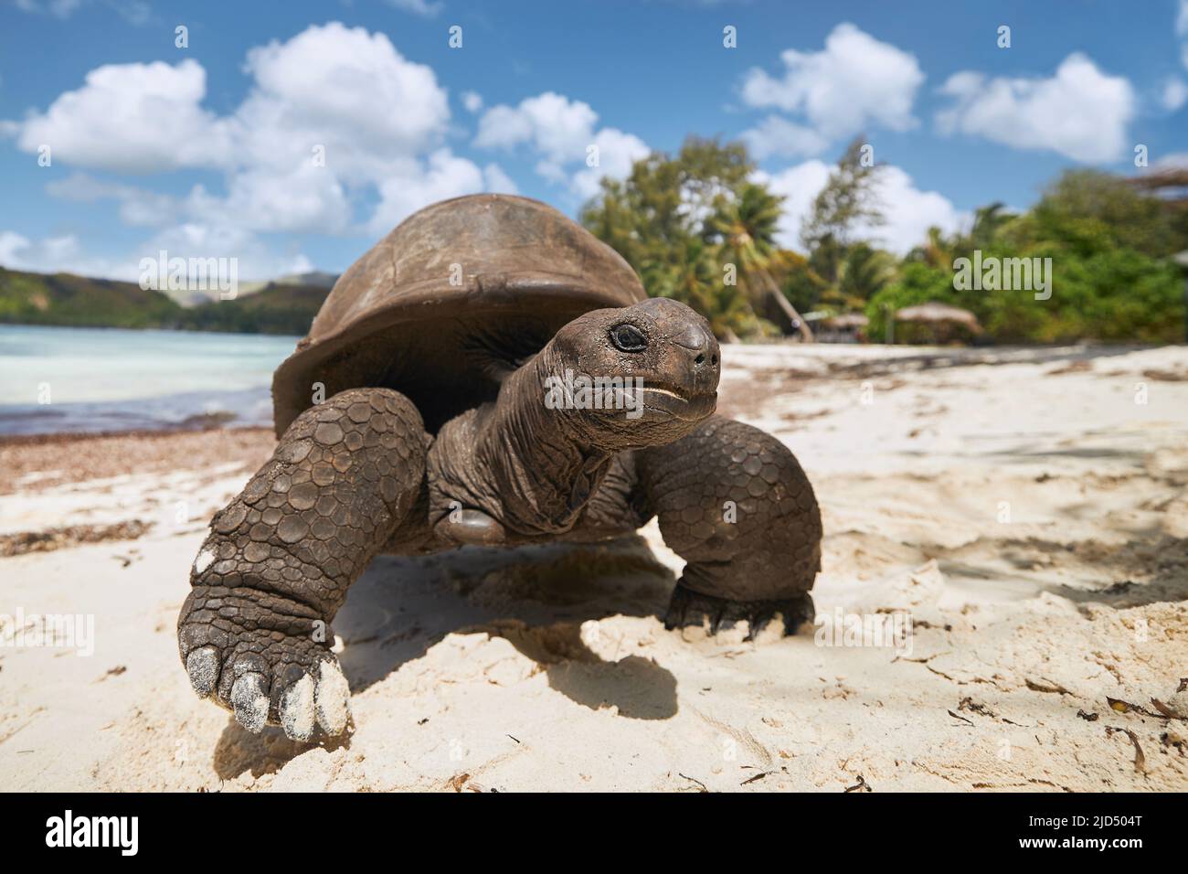 Aldabra giant tortoise on sand beach. Close-up view of turtle in Seychelles. Stock Photo