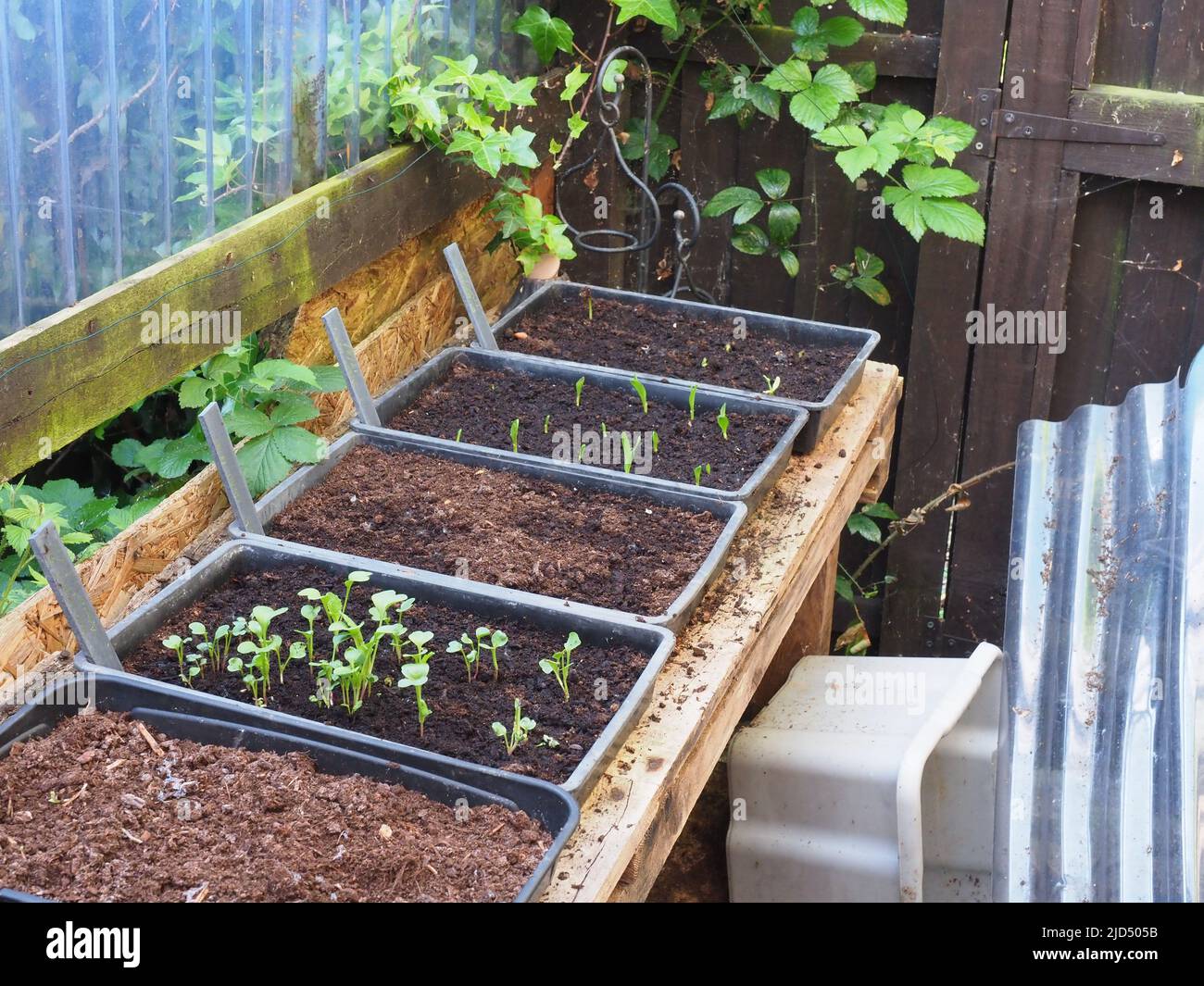 Seeds sprouting in seed trays in a greenhouse Stock Photo