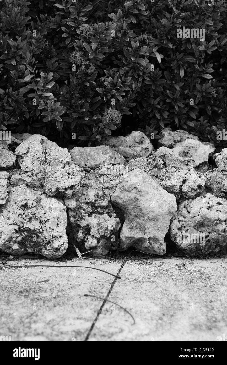Tropical bushes growing in the rock garden in black and white Stock