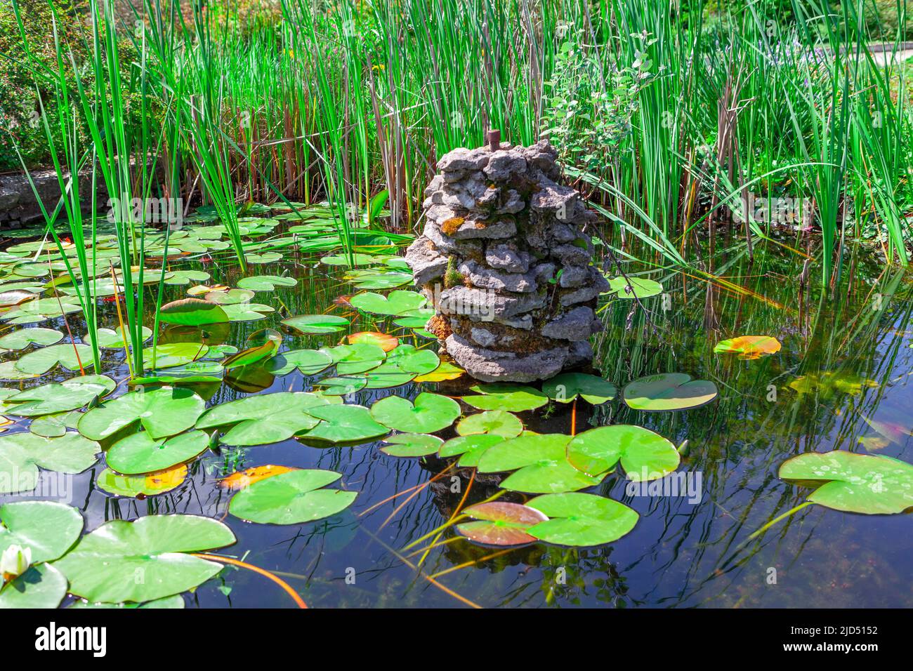 Water lily pond with fountain . Decorative green plants in the city lake Stock Photo