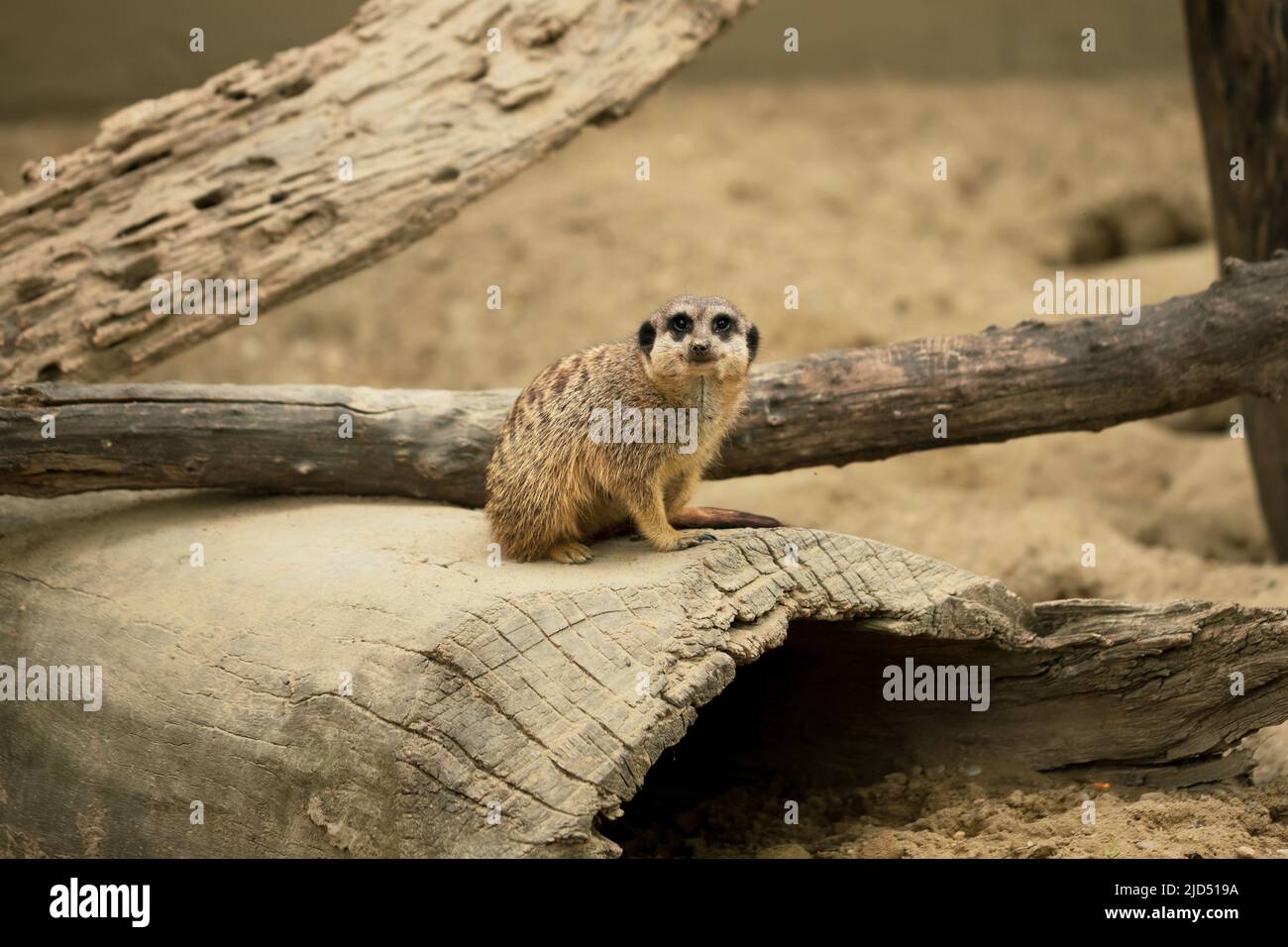 Cute Smiling Suricate, Photo Of Animal In Zoo Stock Photo