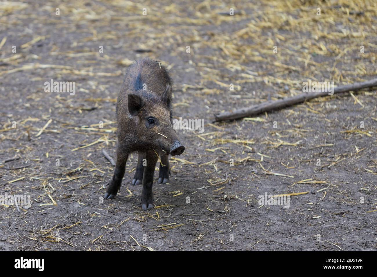 One Young Warthog, Wild-Boar Standing Alone Stock Photo - Alamy