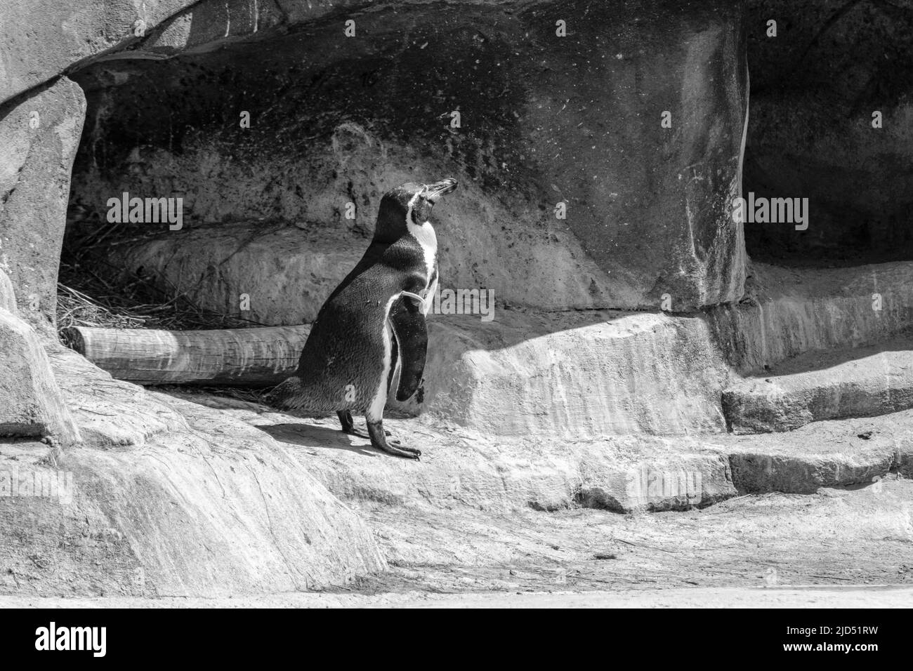View of single beautiful and cute penguin in black and white Stock Photo