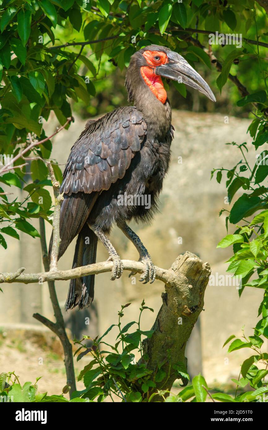 View of a southern ground Hornbill sitting on a tree Stock Photo