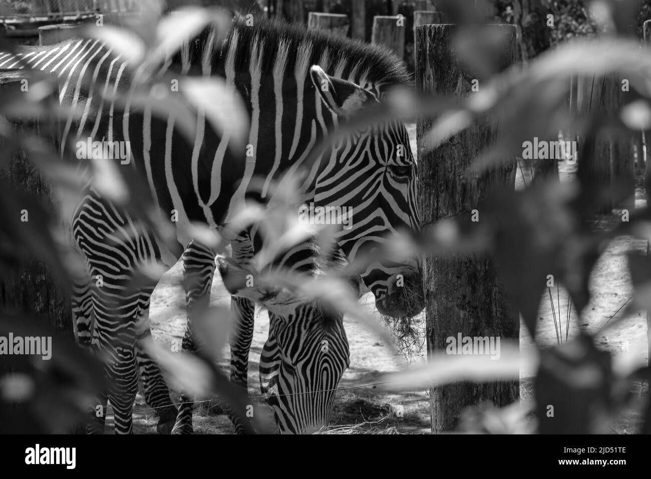 View of the heads of two zebras eating grass in the shadow in black and white Stock Photo
