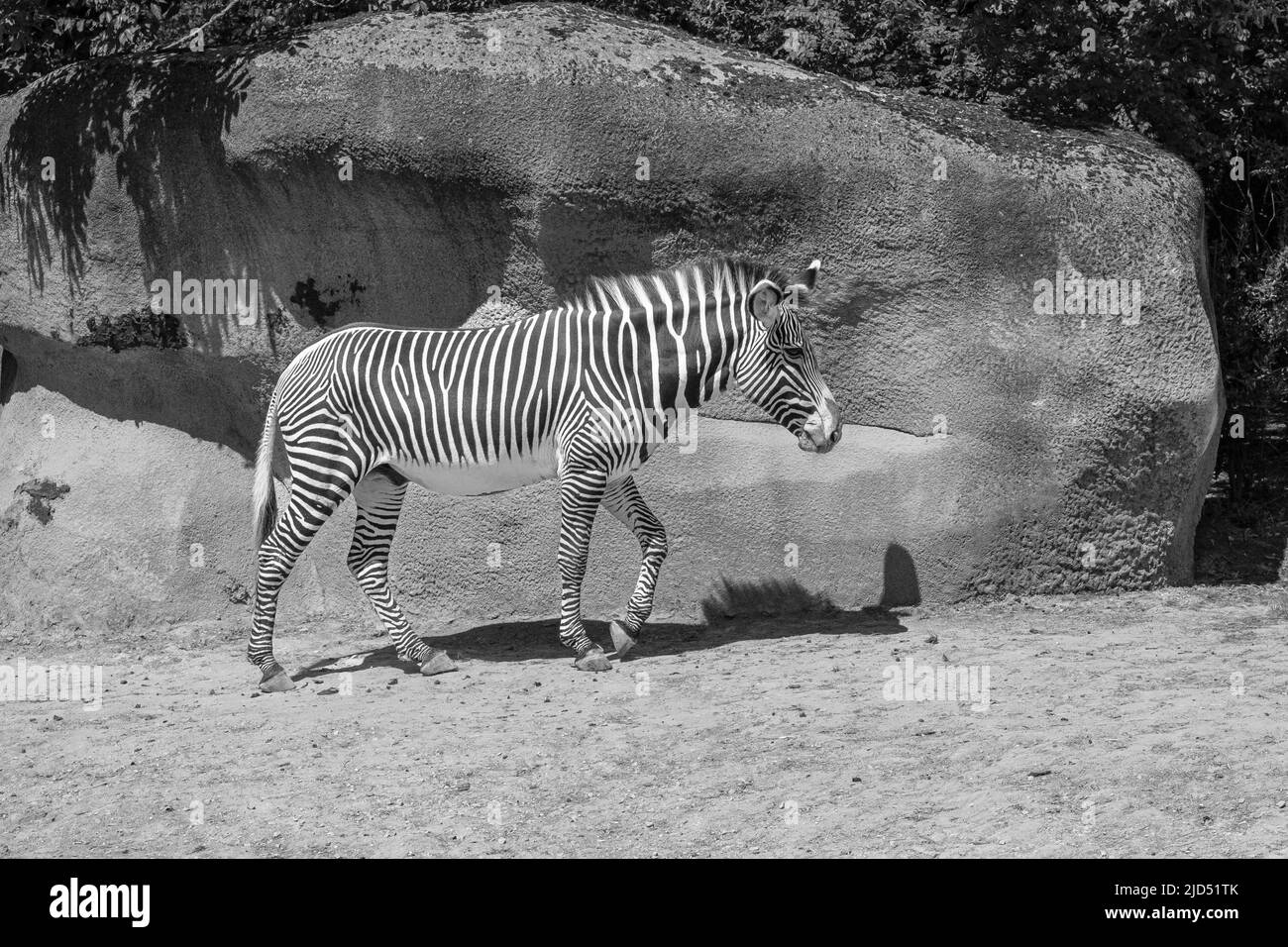 View of a beautiful zebra walking in black and white Stock Photo