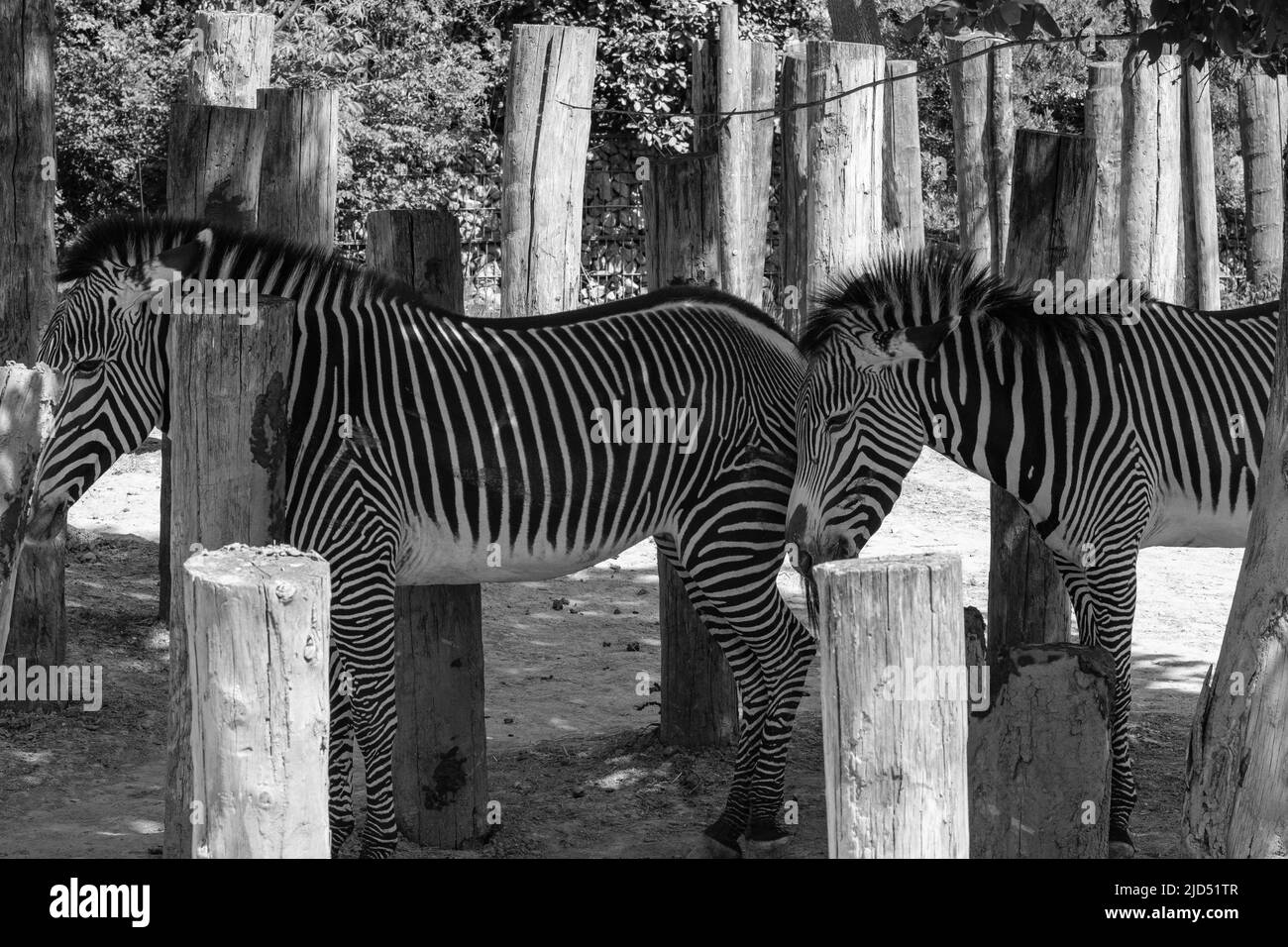 View of two beautiful zebras standing next to each other in black and white Stock Photo