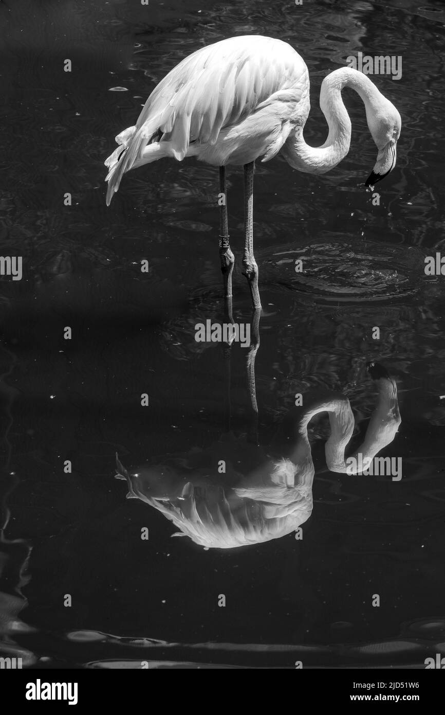 View of a beautiful single pink Flamingo looking at its reflection in black and white Stock Photo