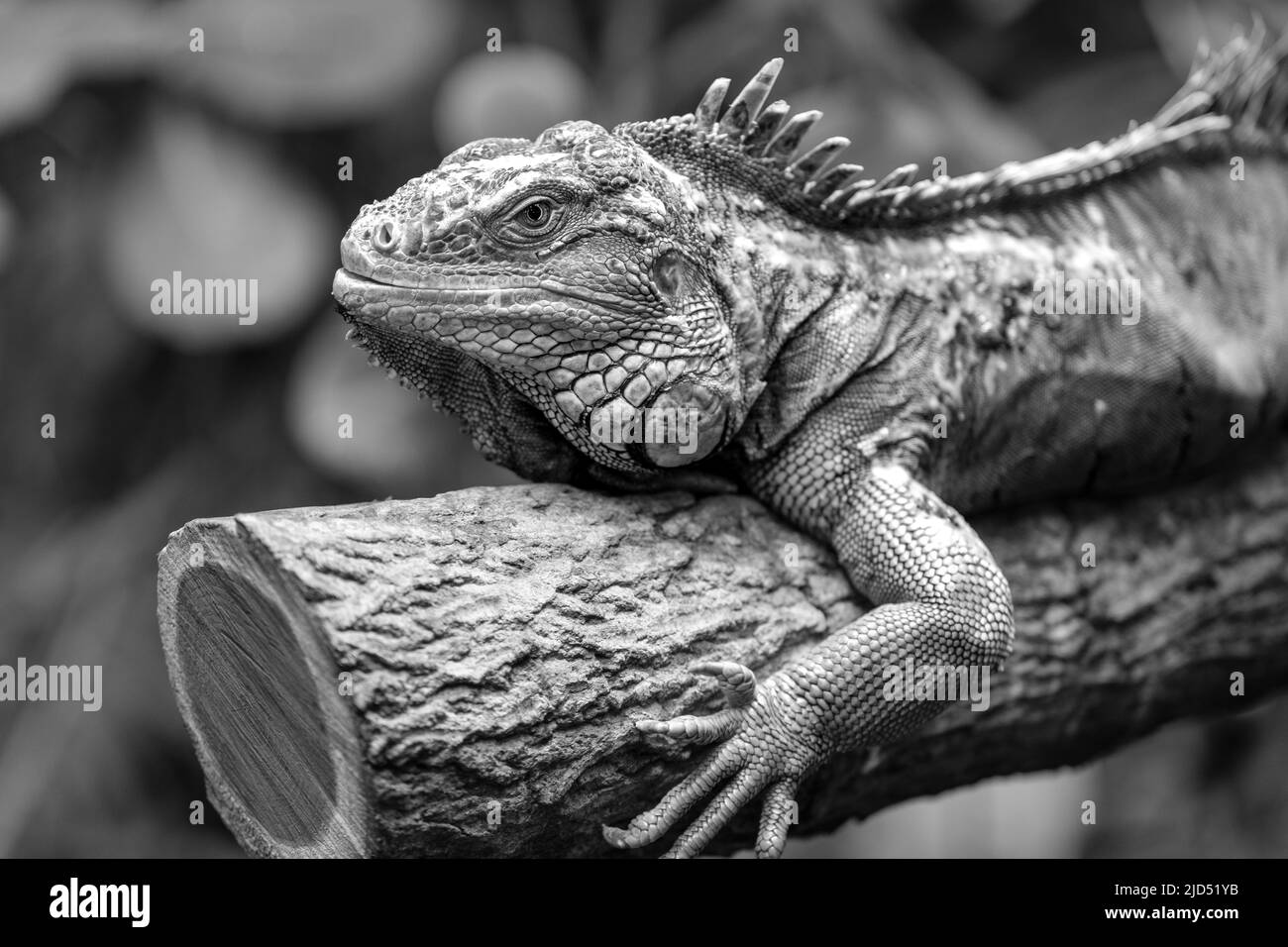 Close up view of a green Iguana resting on a tree in black and white Stock Photo