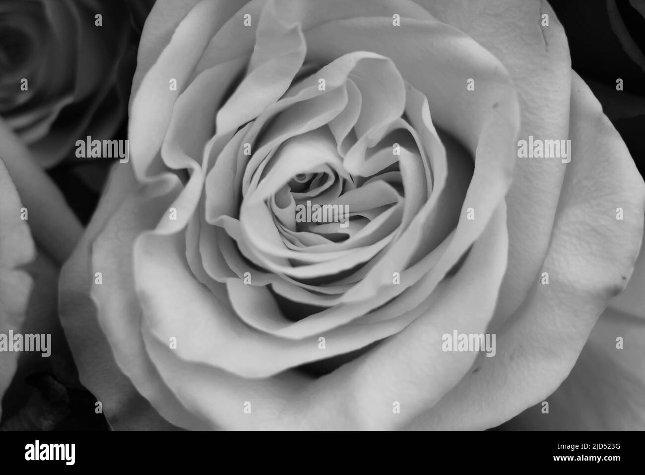 Beautiful gorgeous flowers in full bloom in black and white Stock Photo ...