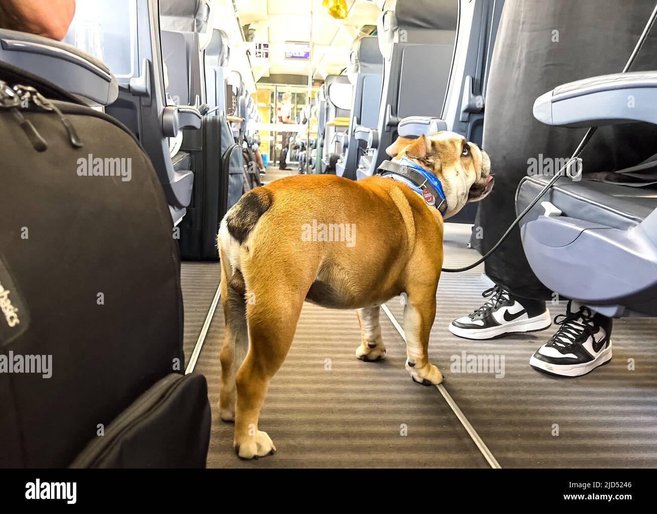 Wurzburg, Germany. 18th June, 2022. Adi an American Bulldog in an ICE train of Deutsche Bahn  on Juni 18, 2022  in Würzburg, Germany.  © Peter Schatz / Alamy Live News Advice: Permission of the owner Credit: Peter Schatz/Alamy Live News Stock Photo