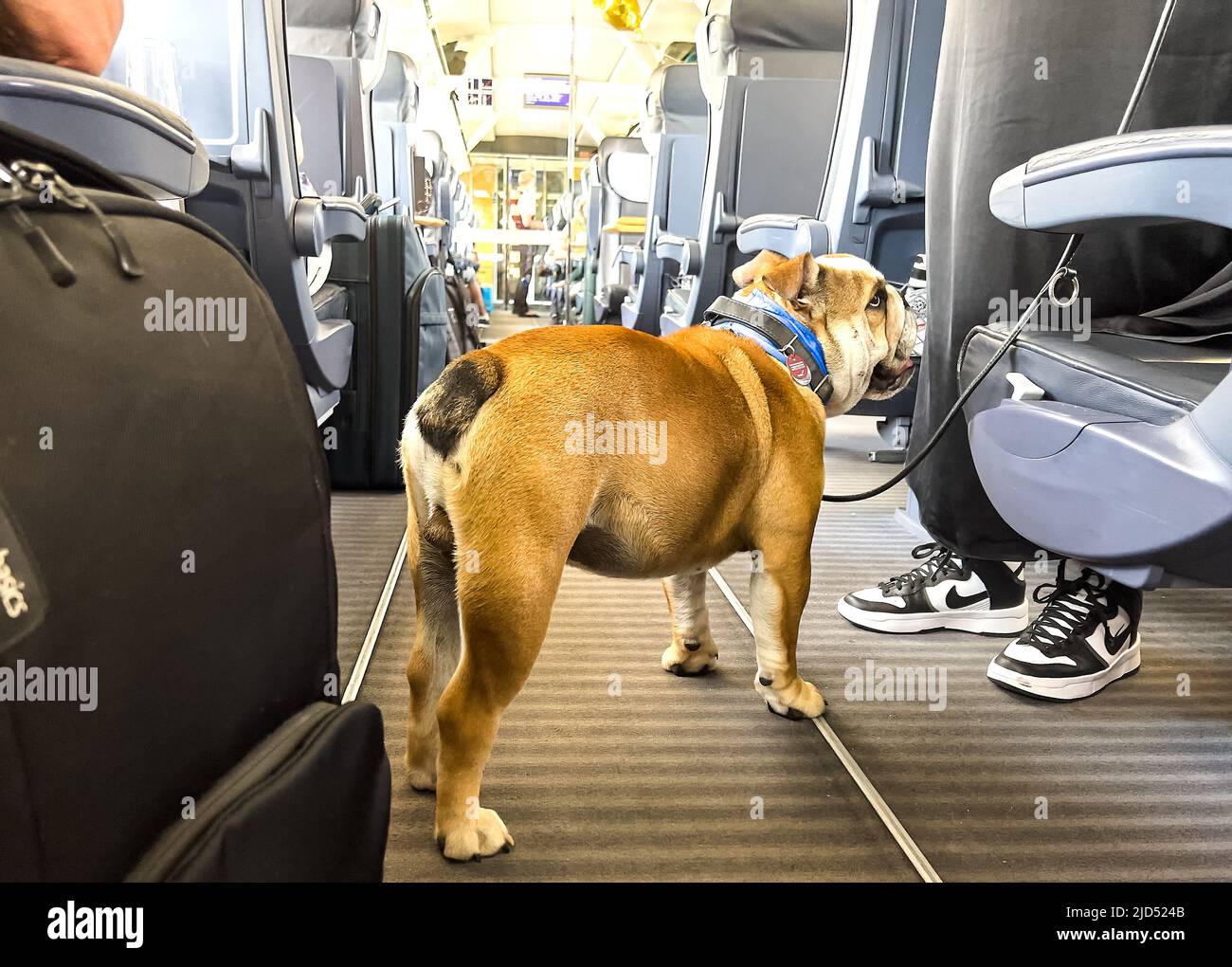 Wurzburg, Germany. 18th June, 2022. Adi an American Bulldog in an ICE train of Deutsche Bahn  on Juni 18, 2022  in Würzburg, Germany.  © Peter Schatz / Alamy Live News Advice: Permission of the owner Credit: Peter Schatz/Alamy Live News Stock Photo