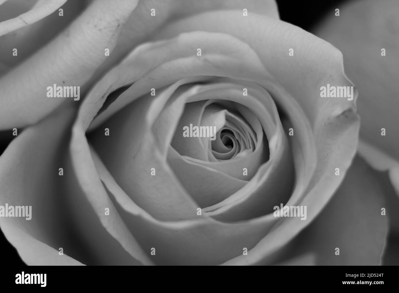 Full bloom plants Black and White Stock Photos & Images - Alamy