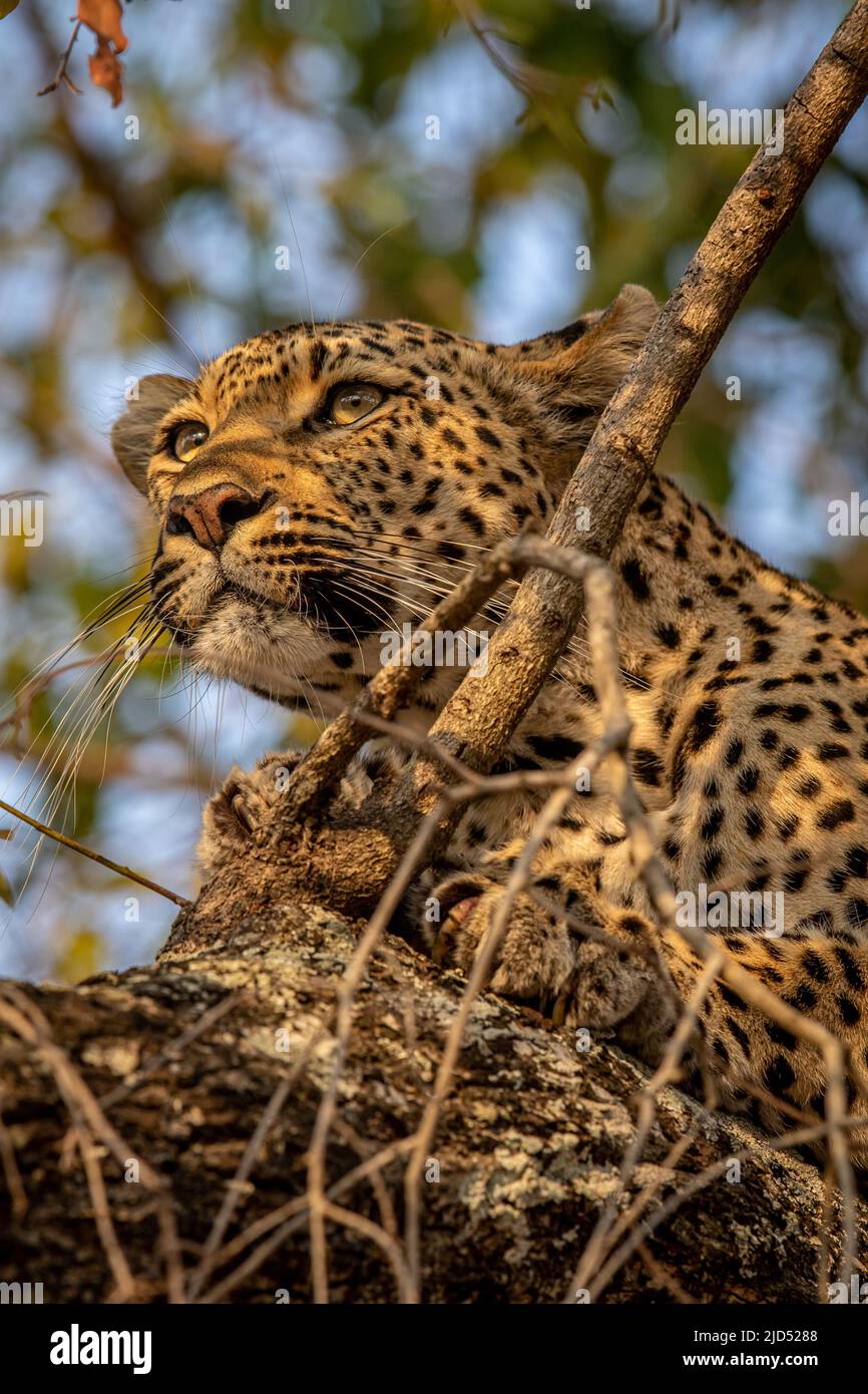 Close up of a Leopard in a tree in the Kruger National Park, South ...