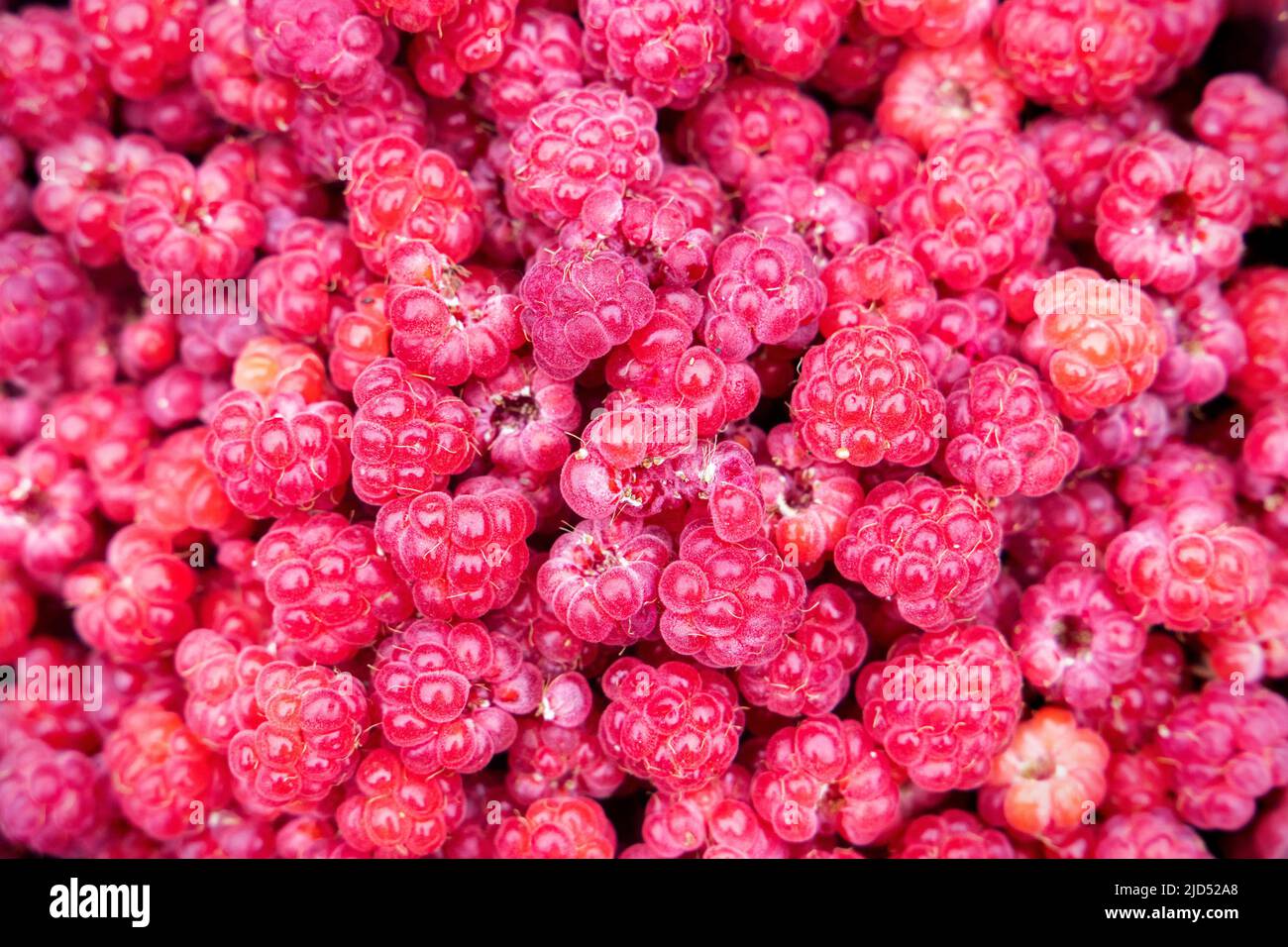 Wild Rubus idaeus (raspberry) freshly collected Stock Photo