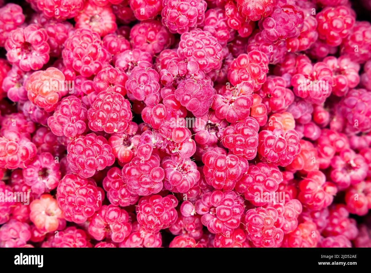 Wild Rubus idaeus (raspberry) freshly collected Stock Photo