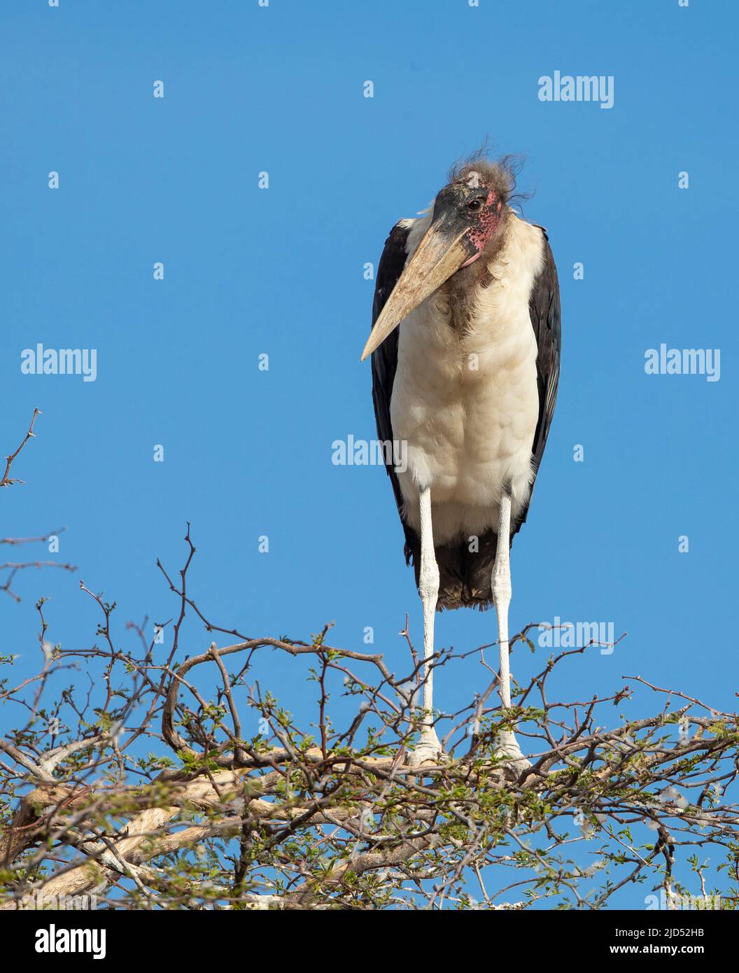 Marabou Stork (Leptoptilos crumeniferus) perched in tree top Stock Photo