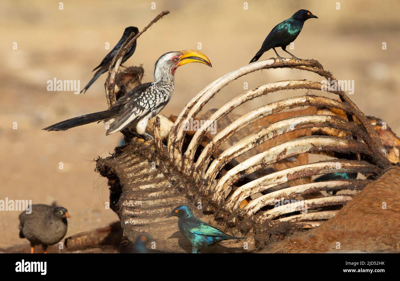 Southern Yellow-Billed Hornbill (Tockus leucomelas) perched on bones of a carcass Stock Photo