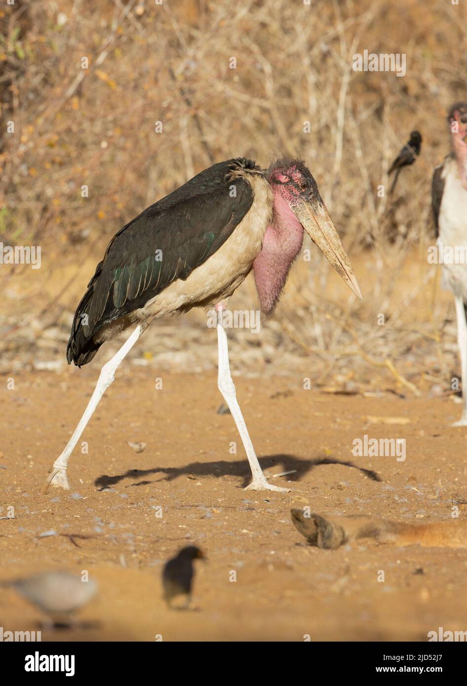 Marabou Stork (Leptoptilos crumeniferus) with large throat sack used in courtship Stock Photo