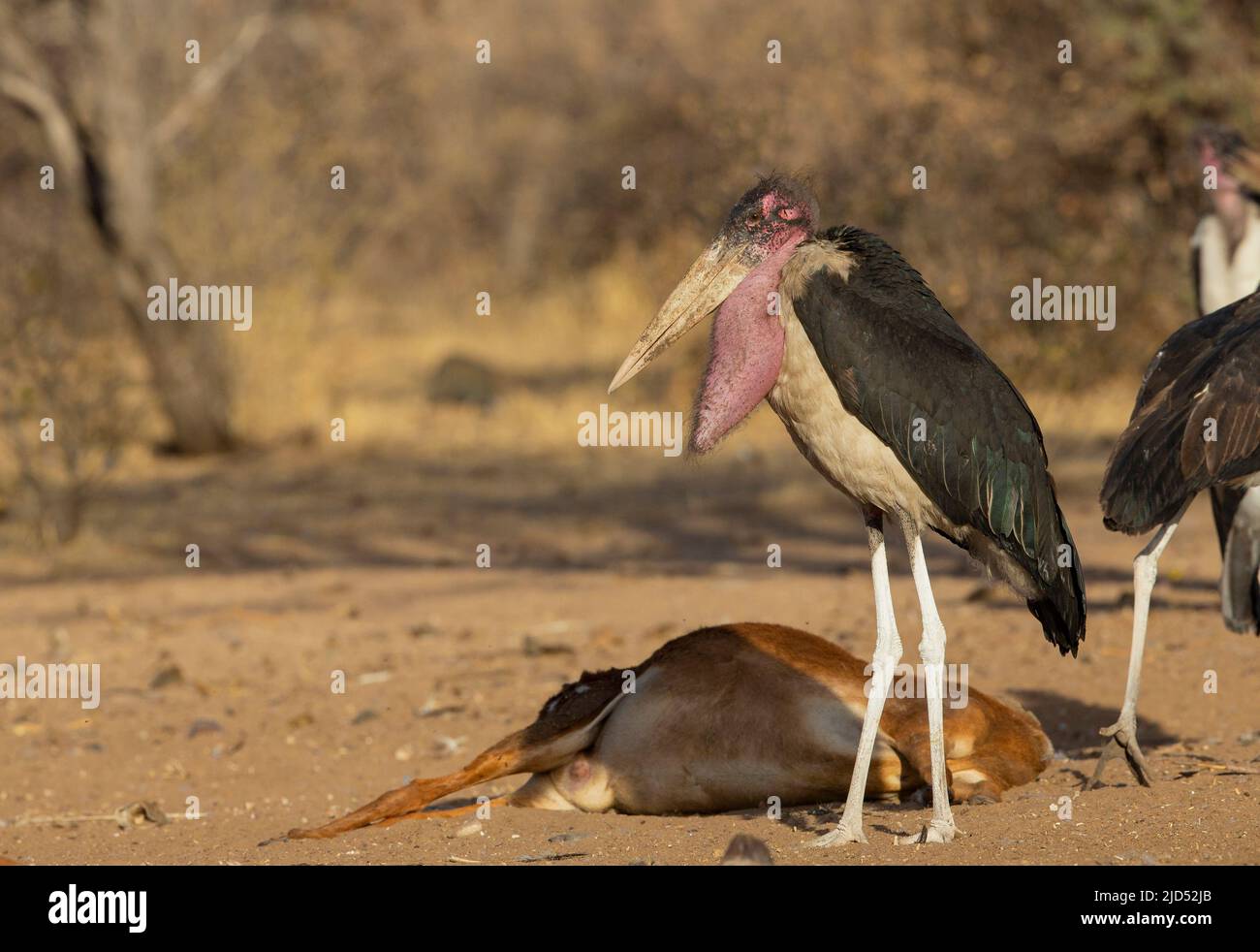 Marabou Stork (Leptoptilos crumeniferus) with large throat sack used in courtship Stock Photo
