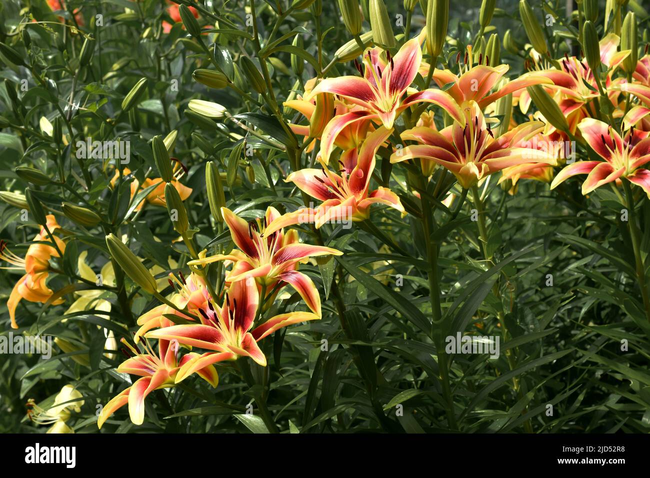 lys Avalon Sunset et hôtel California  (jardin du ruisseau de l'église 2022) Stock Photo