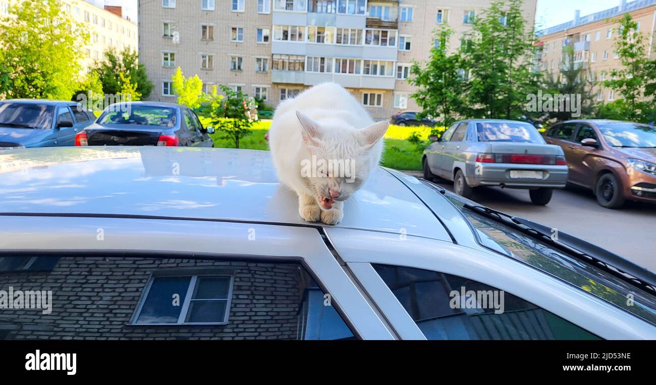 The white yard cat has closed his eyes, yawns and sits on the roof of the car. Stock Photo