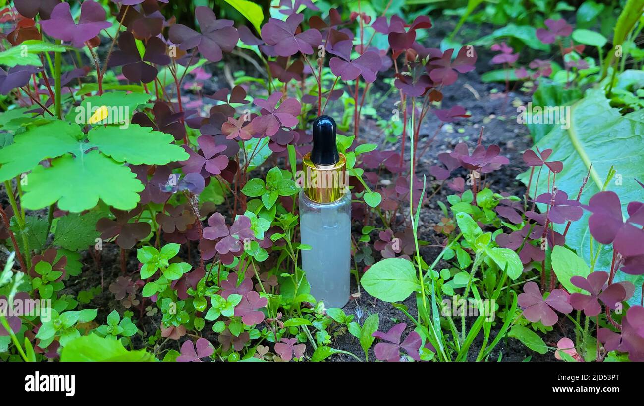 A bottle of serum with a pipette on a background of green vegetation and brown clover. Frosted glass container for cosmetic skin care products. Stock Photo