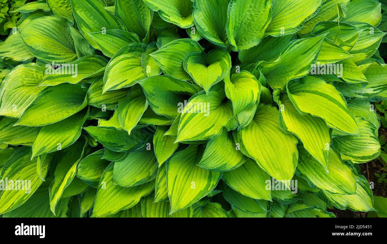 A hosta flower with green leaves grows in a flower bed in the city garden. Stock Photo