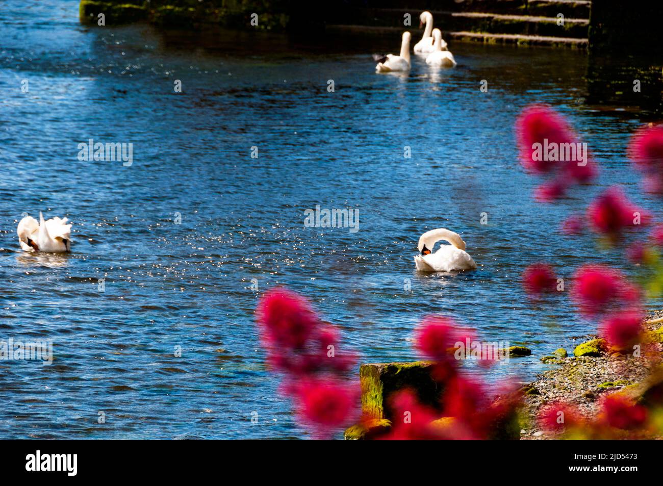 Swans on River Corrib Quay in Galway, Ireland Stock Photo - Alamy
