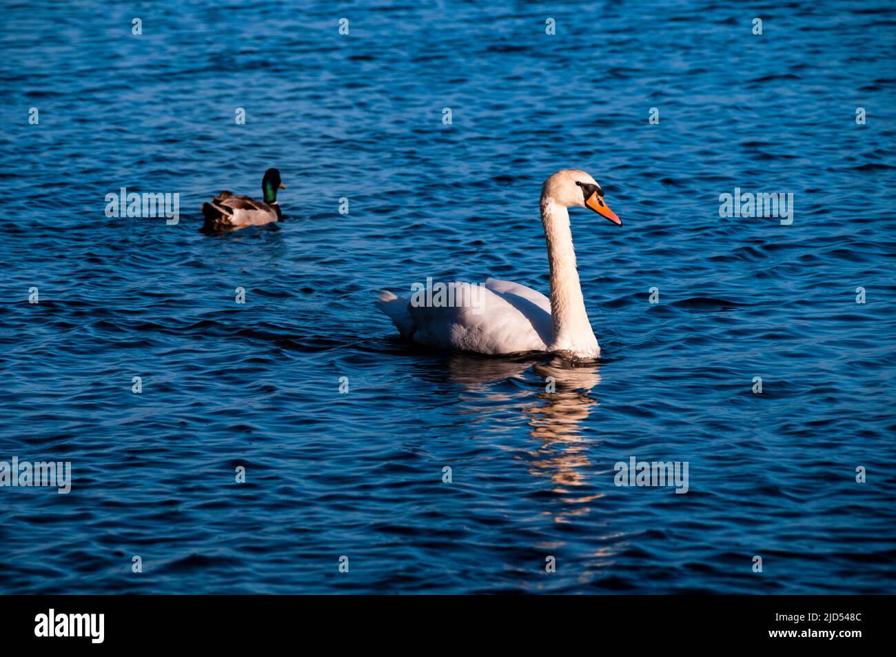 Swans on River Corrib Quay in Galway, Ireland Stock Photo - Alamy