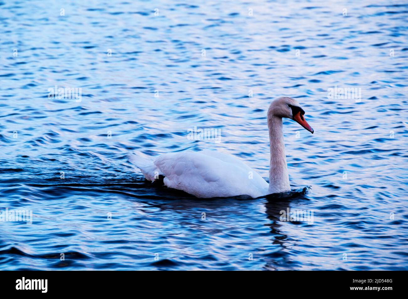 Swans on River Corrib Quay in Galway, Ireland Stock Photo - Alamy