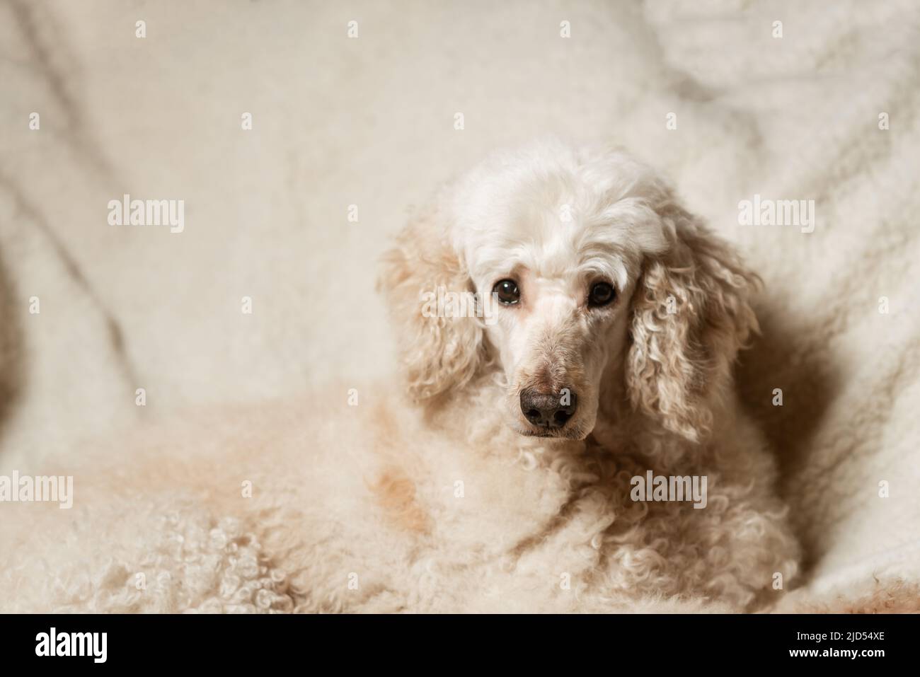 A large dog, a royal poodle, is proudly lying on the couch Stock Photo