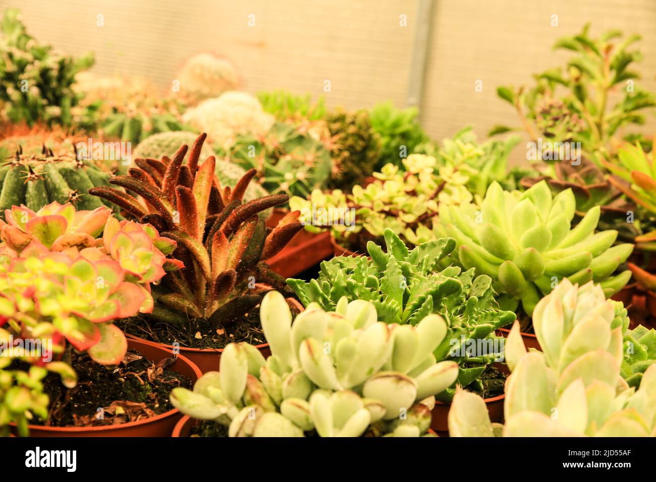 Pots of different kind of cactus and succulents in a garden Stock Photo