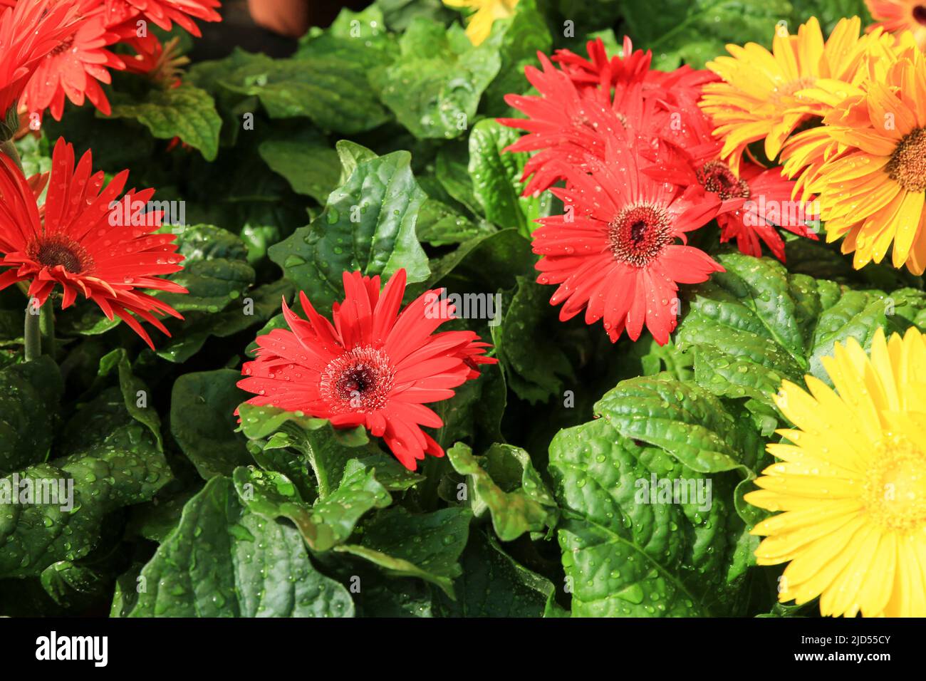 Colorful Gerbera Jamesonii Bolus plants in the garden Stock Photo