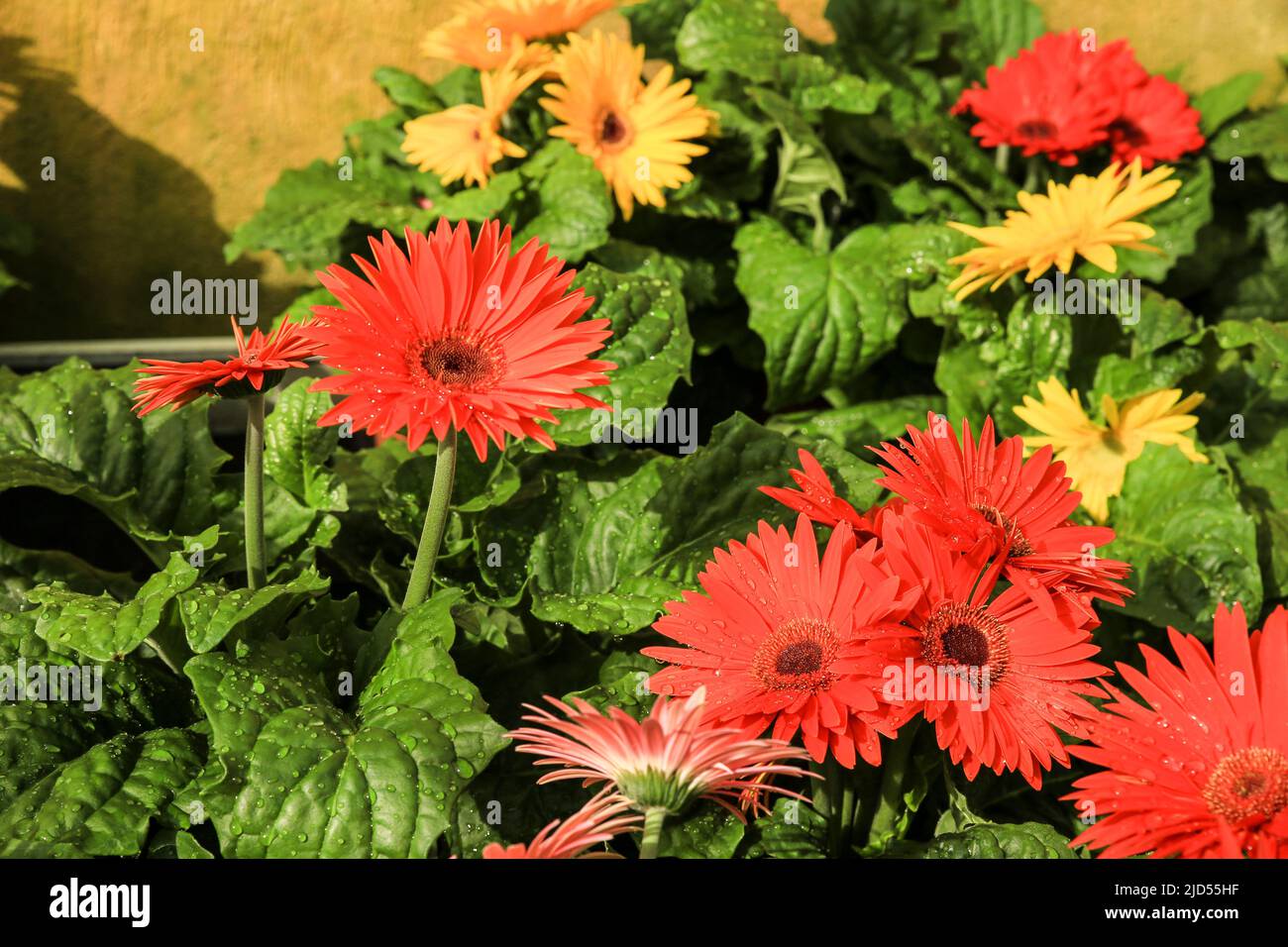 Colorful Gerbera Jamesonii Bolus plants in the garden Stock Photo