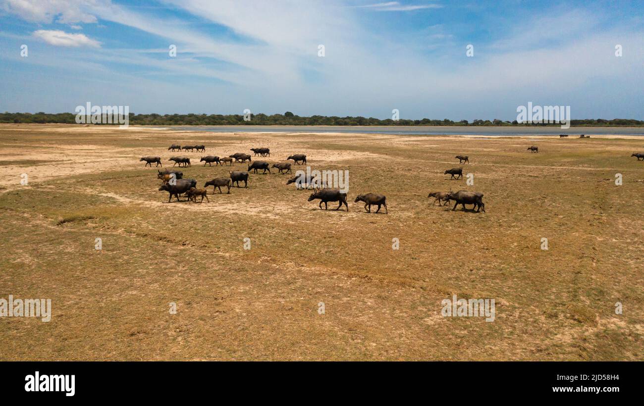Local Buffalo Herd of buffaloes in the savannah in the national park. Sri Lanka Stock ...