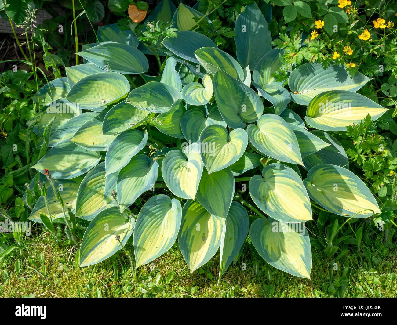 Large Hosta plant variety June in a garden Stock Photo
