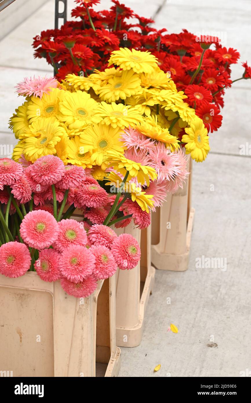 Pink yellow and red Gerberas in auction containers Stock Photo