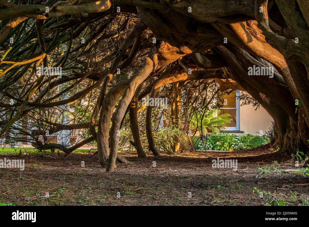 The Yew Tunnel on the North Lawn at Aberglasney Gardens Stock Photo