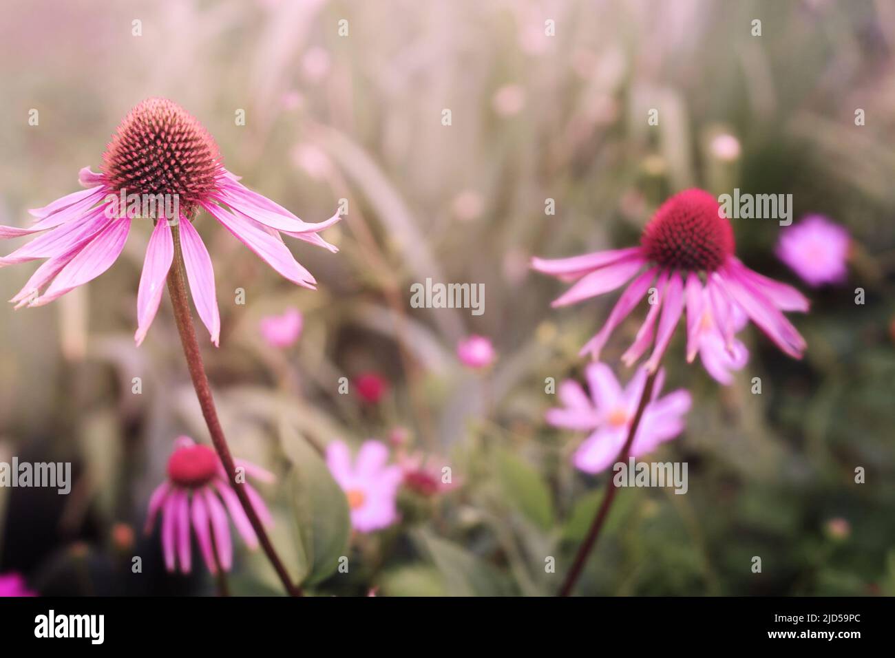 Echinacea purpurea is the ornamental  and medical plant outdoor Stock Photo