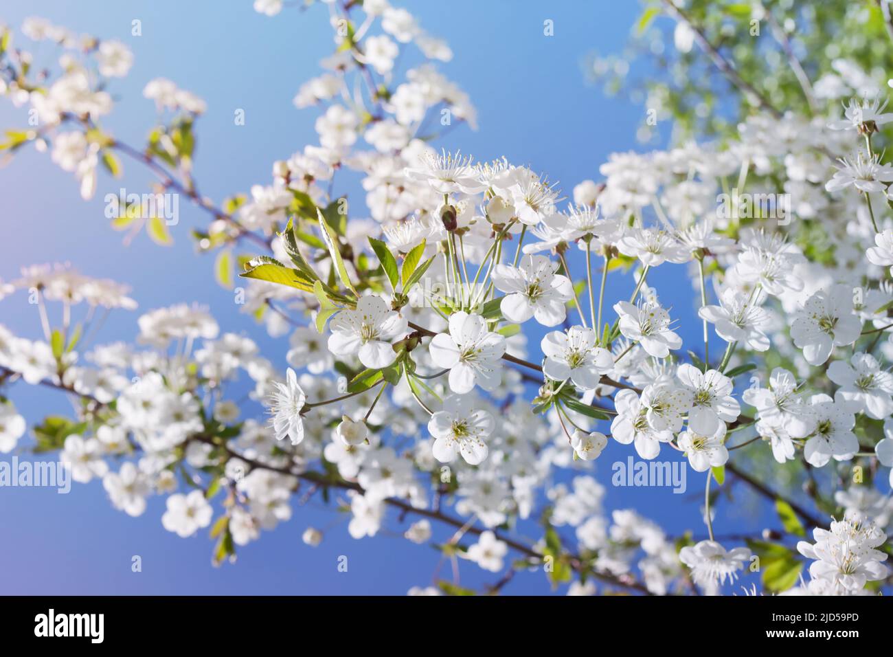 Branches of flowering cherries (Prunus subg. Cerasus) against the background of the blue sky. Stock Photo