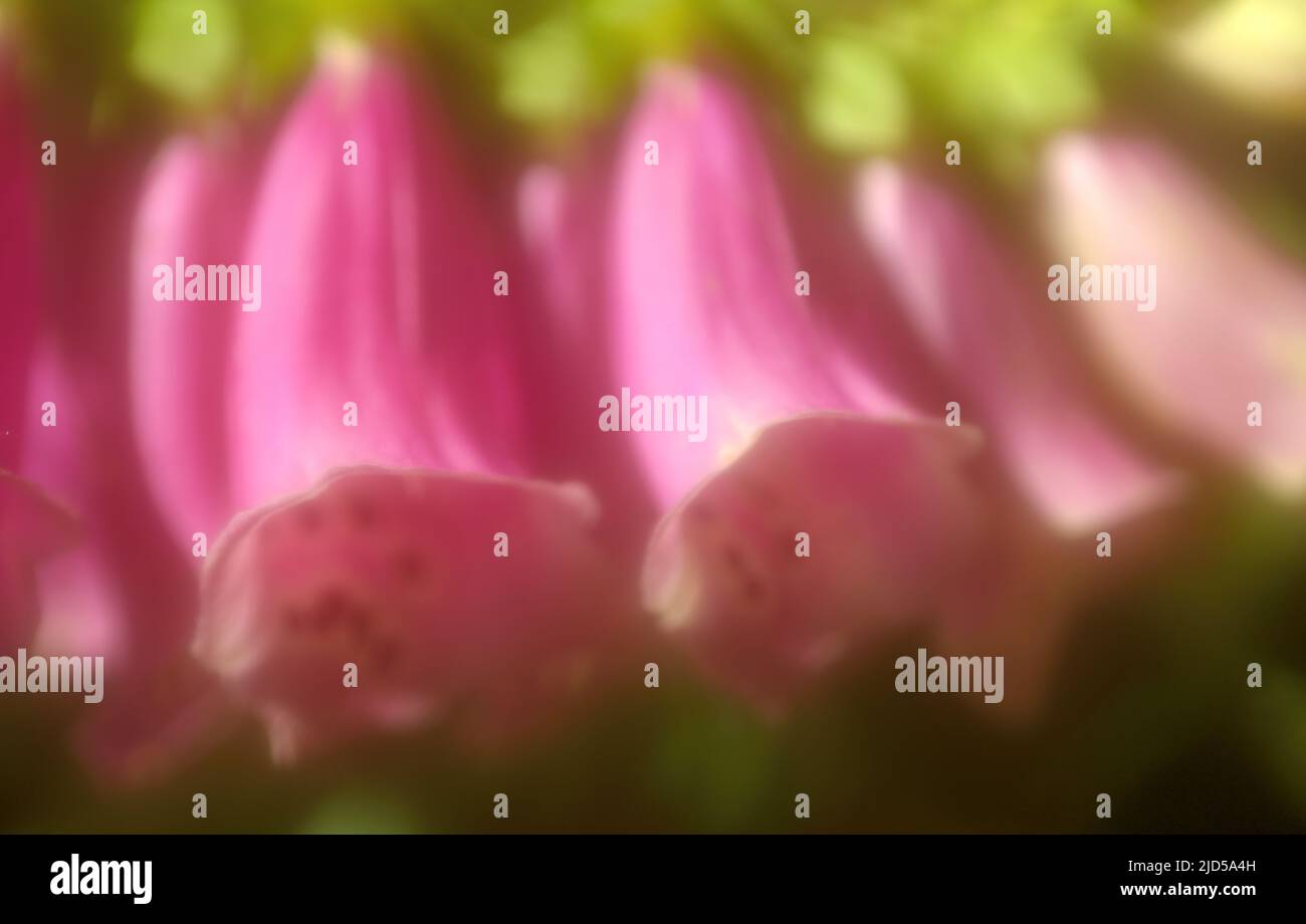 Close up image of pink Foxglove (Digitalis purpurea) flowers.  Image is softened to give a dream-like appearance. Stock Photo