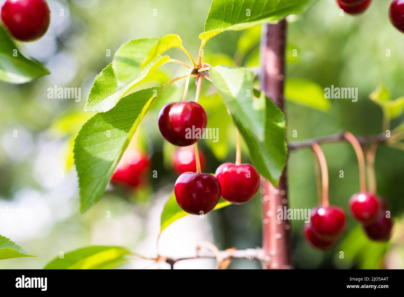 Closeup of sour cherries on cherry tree. Stock Photo