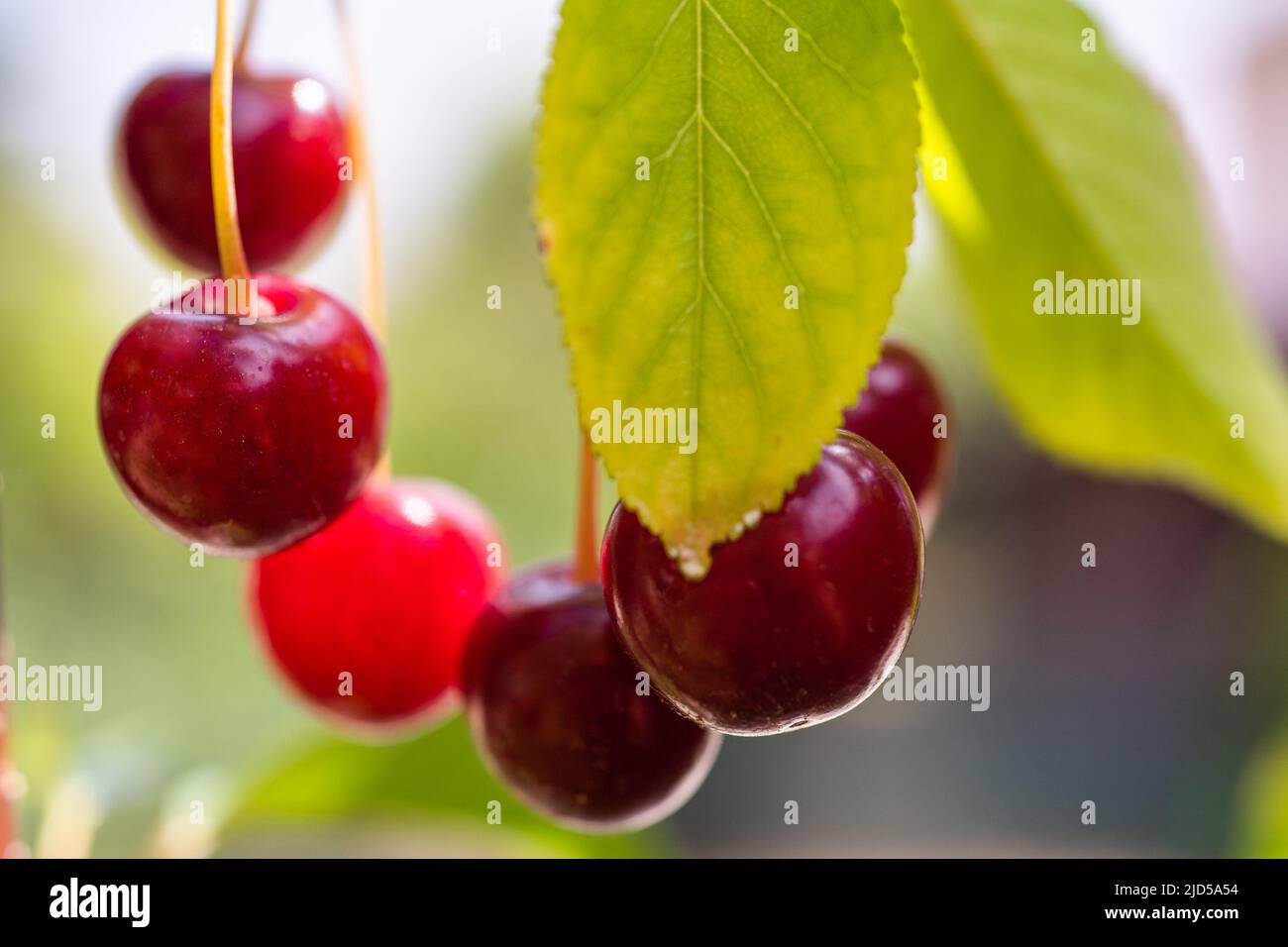 Closeup of sour cherries on cherry tree. Stock Photo