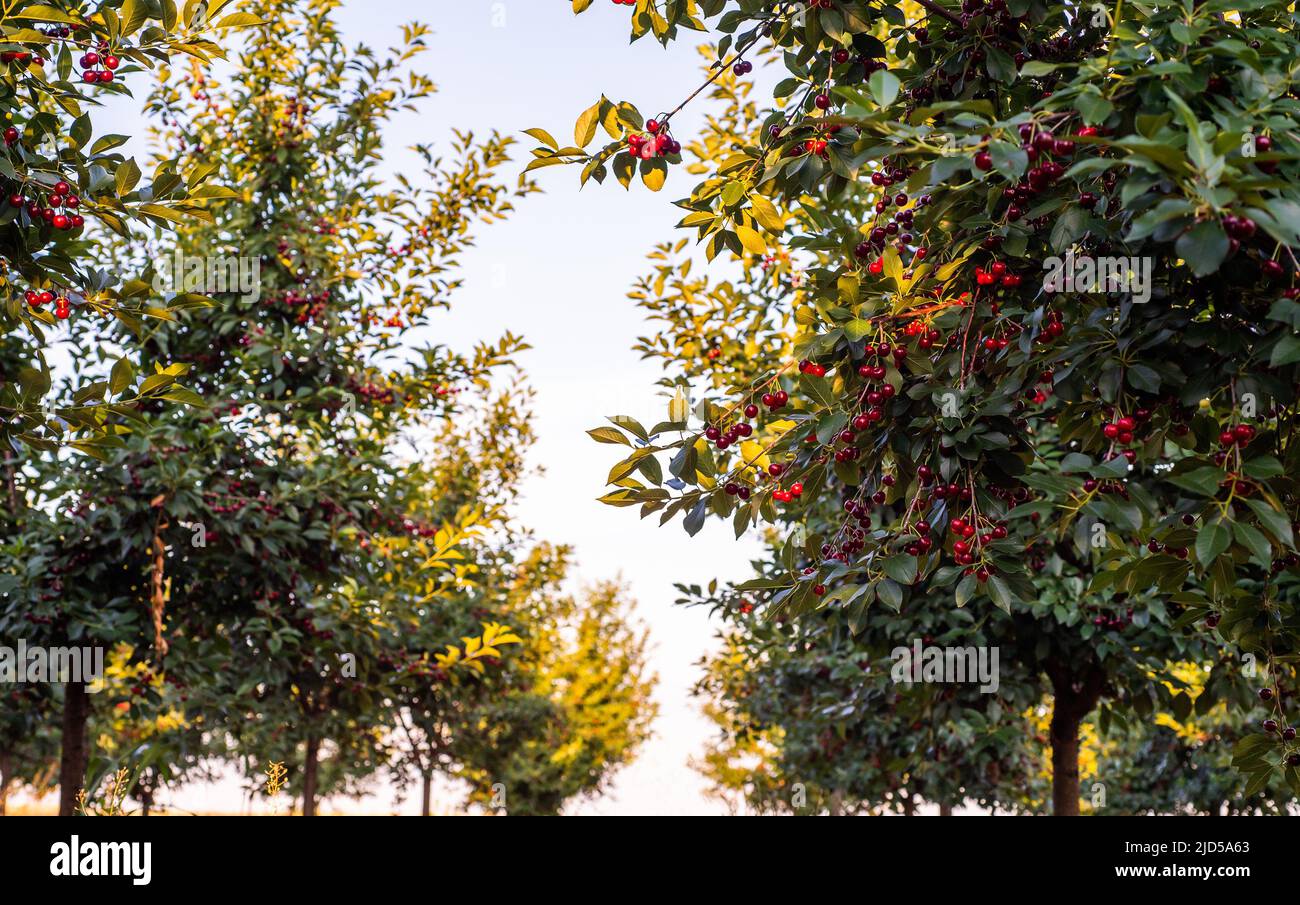 sour cherries on the  tree stick with leaves, in time of harvest in the summer in the orchard. Stock Photo
