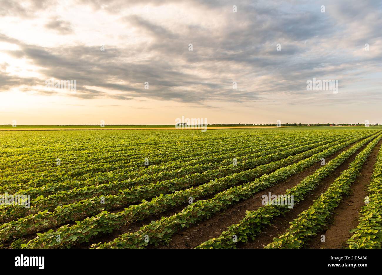 Cultivated land in a rural landscape at sunset Stock Photo
