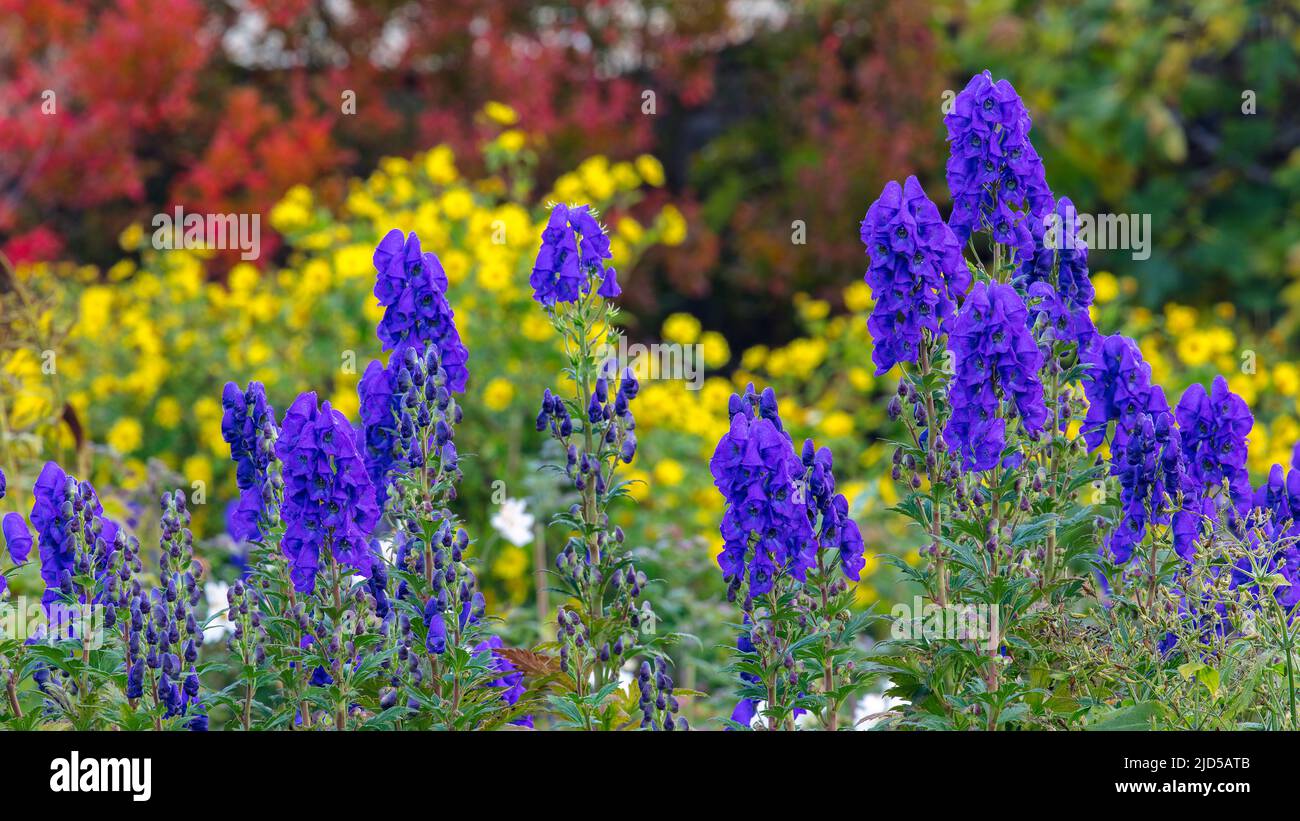Aconitum carmichaelii in the Upper Walled Garden at Aberglasney Stock Photo