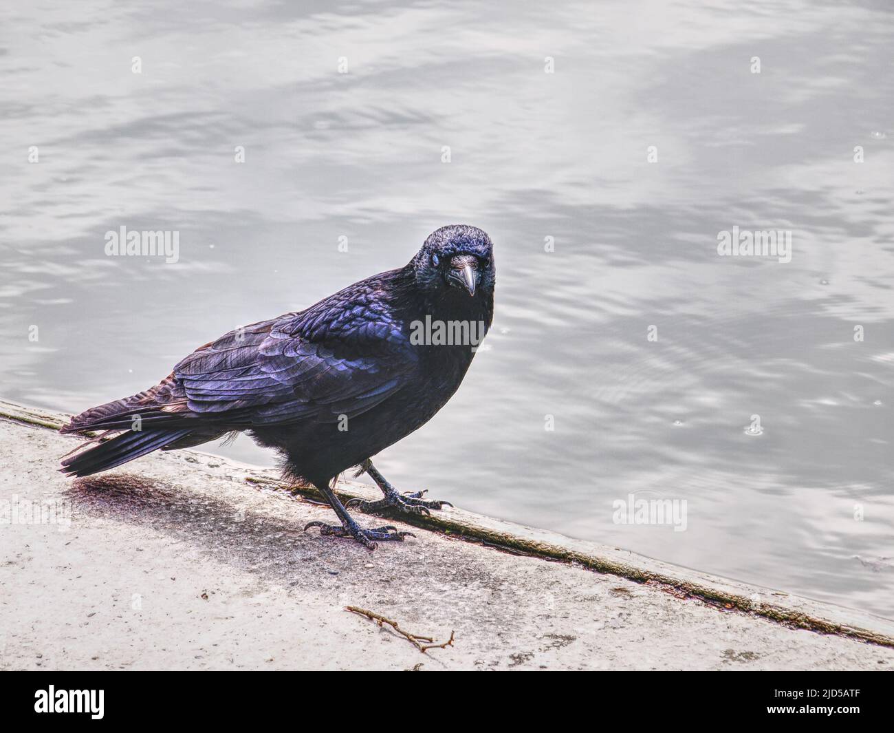 Cute black raven relaxing and curious looking at the camera Stock Photo